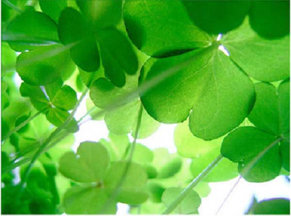 Cách xả xui trong tình yêu bằng cỏ ba lá
