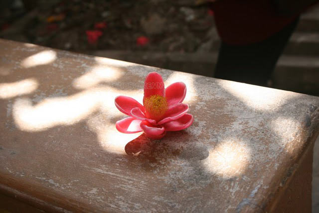 Hoa rơi cửa Phật