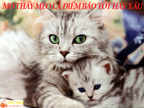 Mơ thấy mèo là điềm báo tốt hay xấu