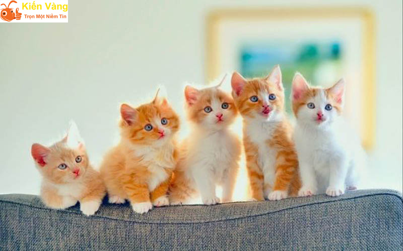 Giải mã giấc mơ thấy mèo